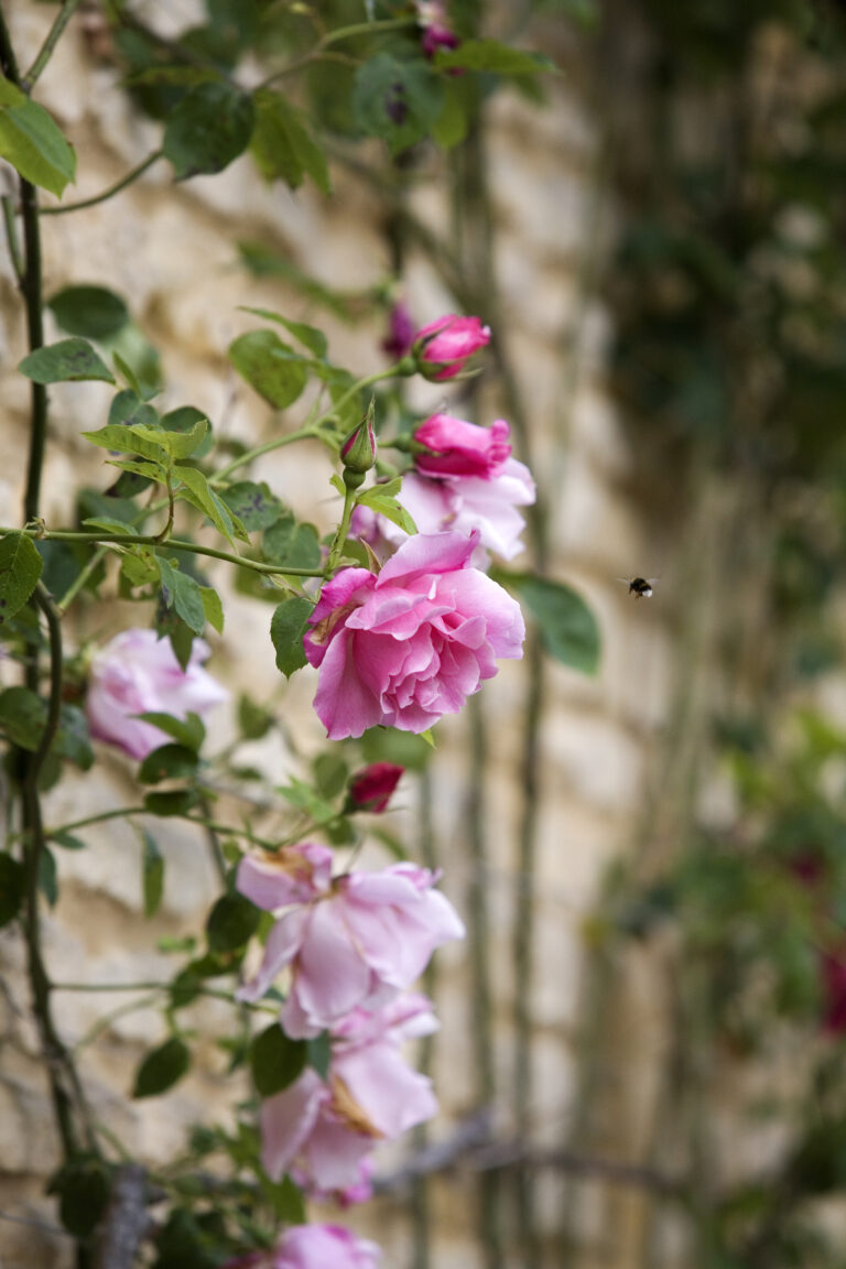 Pink roses climbing up a building with bee