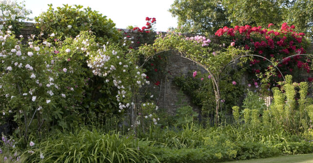 Rose arches along walled garden