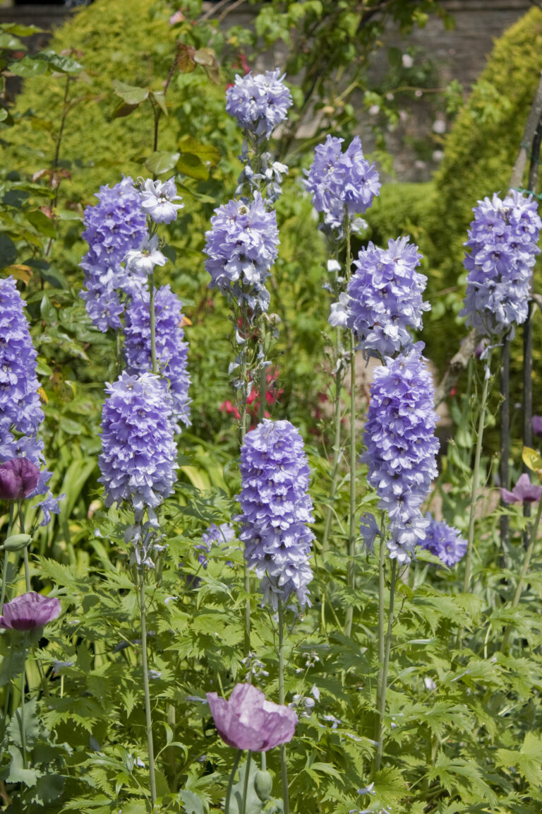 Assortment of flowers in gardens of Guyers House