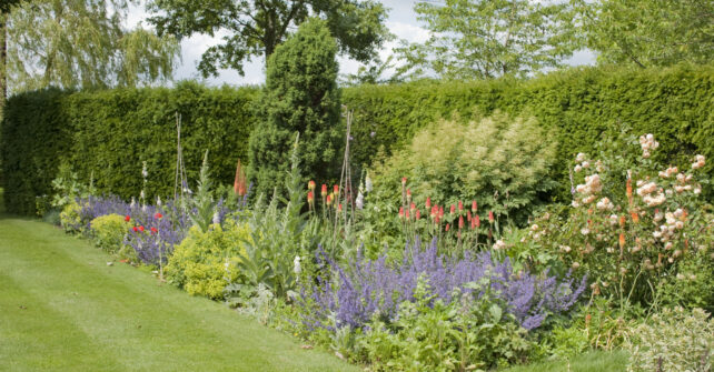 Assortment of flowers and shrubs in hedge-lined garden with neat lawn