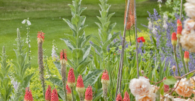 Assortment of flowers in gardens at Guyers House Hotel