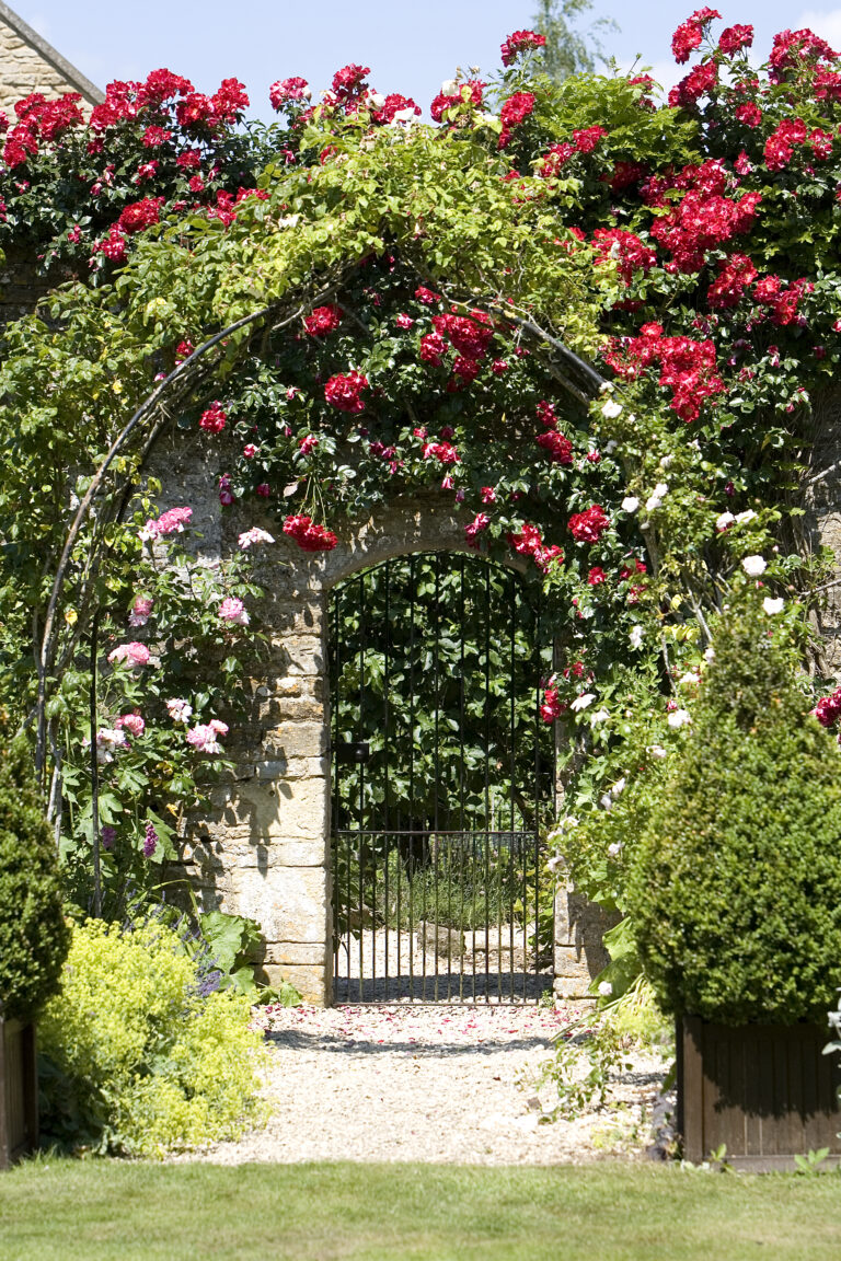 Rose arch above garden gate