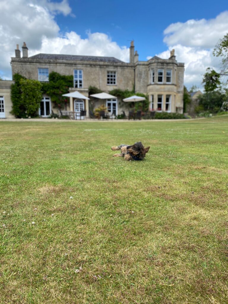 Small dog rolling on the grassy lawn outside Guyers House Hotel